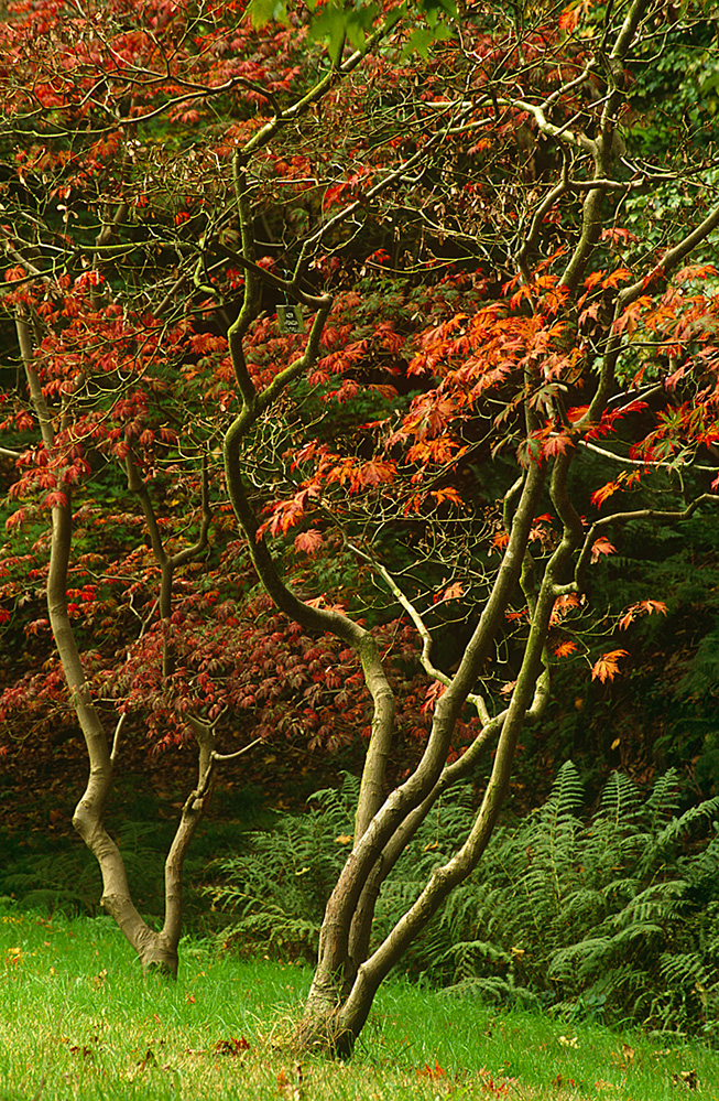 Sir Harold Hillier Gardens Romsey Autumn Acers